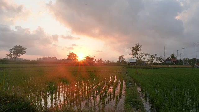 日出时穿过稻田的透视镜头视频素材