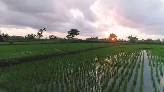 稻田里的日出视频素材