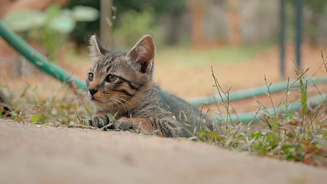 小猫们在盯着看。视频素材