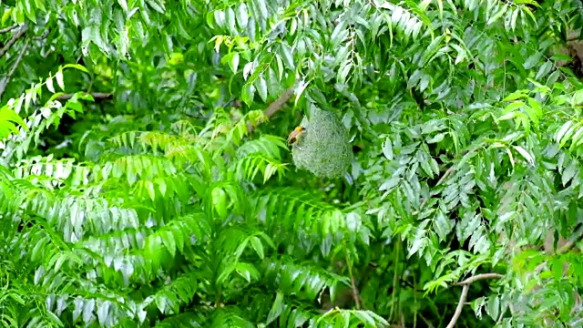 森林中，雄性织布鸟将树枝和草衔入口中，用来筑巢、筑巢或产卵。视频素材