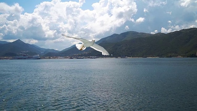 海鸥在海面上飞翔视频素材