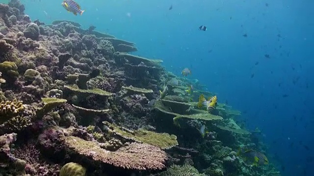 水下珊瑚礁景观。马尔代夫。视频素材