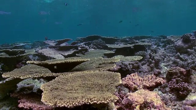 水下珊瑚礁景观。马尔代夫。视频素材