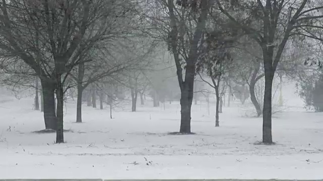 暴风雪来了。在冬天拍摄。视频素材