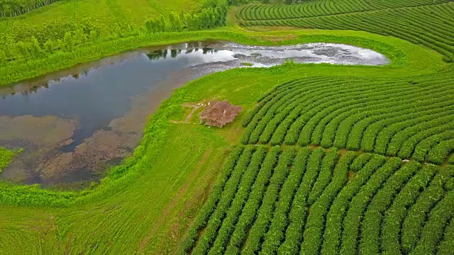 山上茶园梯田鸟瞰图。视频素材