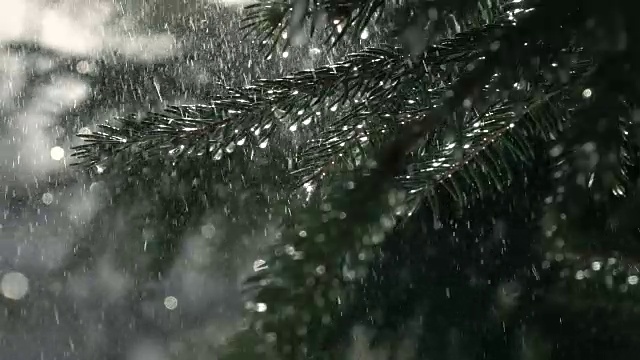 冷杉枝头下着雨丝，动作缓慢。视频素材