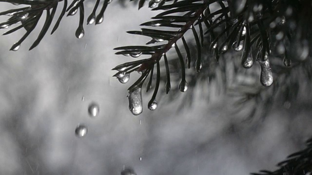 雨点从冷杉针叶和冰冻的冰柱上落下，以超慢的动作映衬着黑暗的背景。视频素材