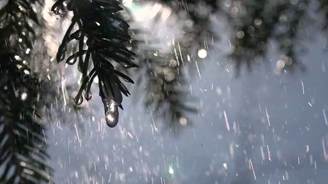 雨点从冷杉针和冰冻冰柱上落下来，在阳光明媚的针叶树背景与天空和镜头耀斑在慢动作。视频素材