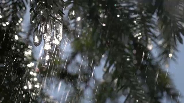 雨点从冷杉针叶和冰冻的冰柱上落下，映衬着阳光明媚的针叶树与天空。视频素材