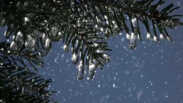 雨像雪花飘落在冷杉针叶上，又像从晶莹的冰柱上滴落下来的慢动作。视频素材