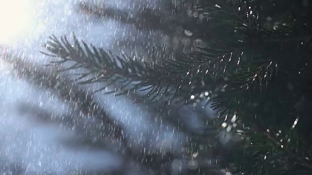 在阳光和蓝天的映衬下，大雨像雪花一样飘落在冷杉树枝上。视频素材