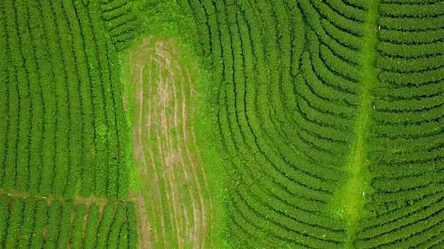 山上茶园梯田鸟瞰图。视频素材