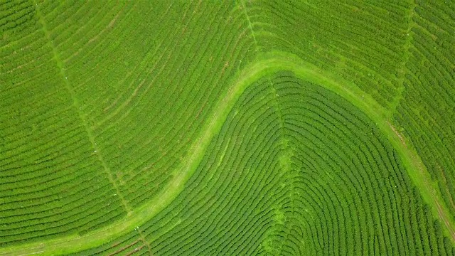 山上茶园梯田鸟瞰图。视频素材