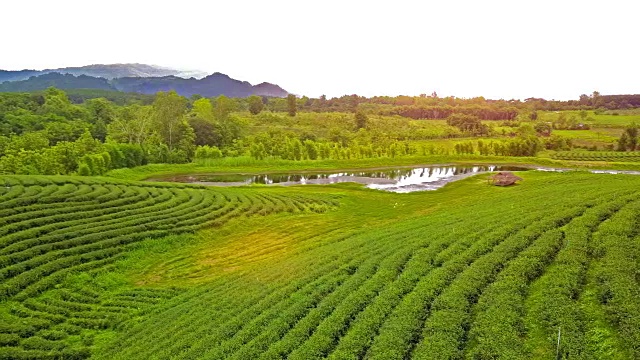 山上茶园梯田鸟瞰图。视频素材