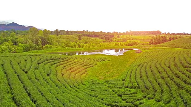 山上茶园梯田鸟瞰图。视频素材