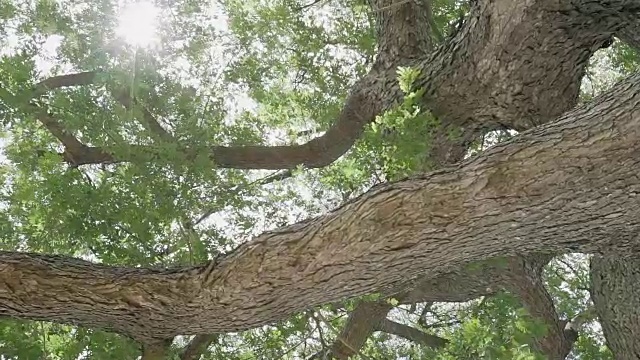 大树蚂蚁眼观视频素材