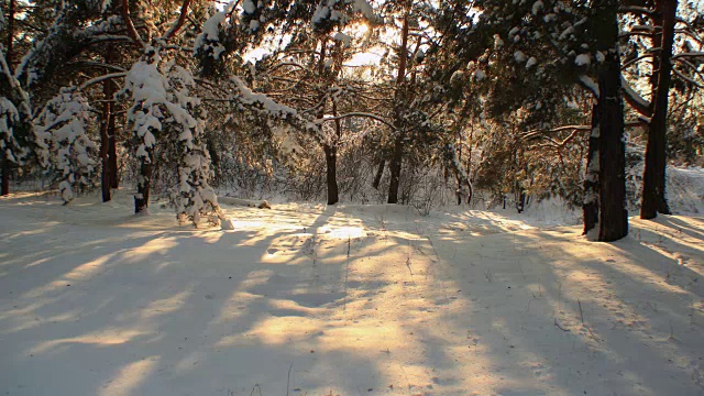 4K时间的雪景在森林与日落和透过树木的光芒。视频下载