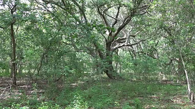 路易斯安那州树林里的一棵橡树视频素材