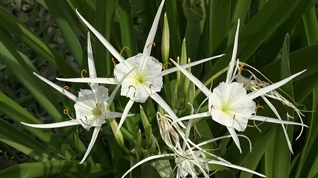 路易斯安那沼泽白花视频素材