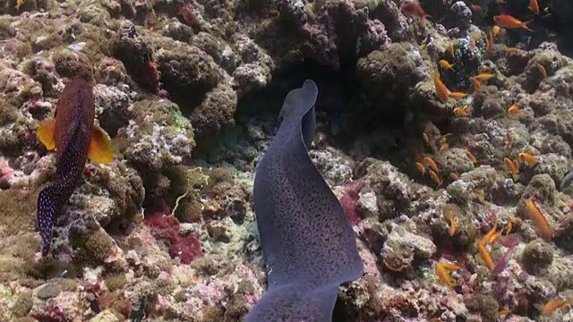 大型海鳗游在暗礁上寻找食物。视频素材