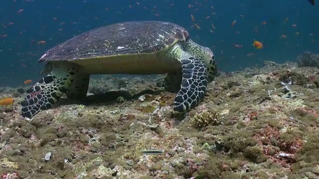 在珊瑚礁上游泳吃的玳瑁海龟视频素材