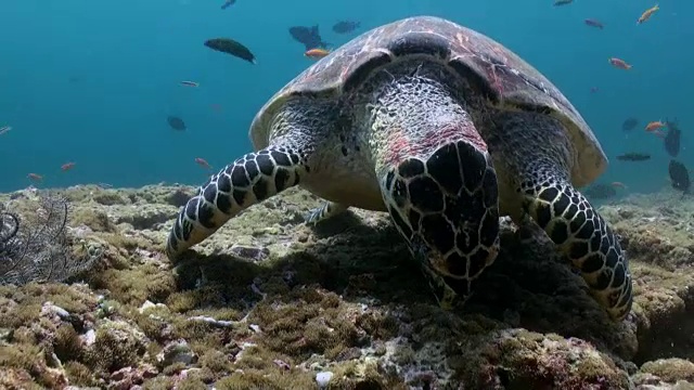 在珊瑚礁上游泳吃的玳瑁海龟视频素材