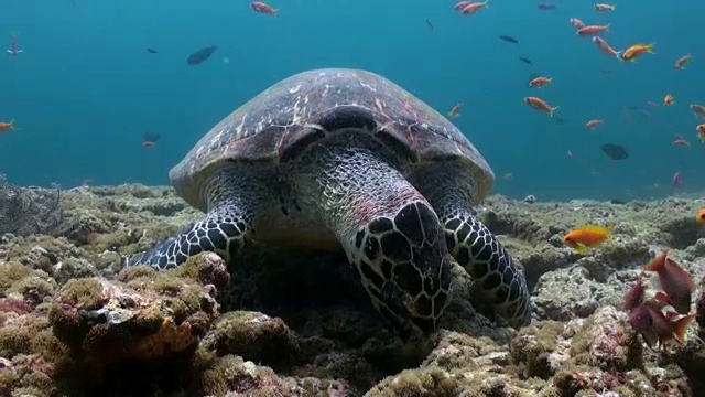 在珊瑚礁上游泳吃的玳瑁海龟视频素材