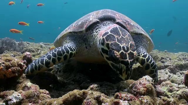 在珊瑚礁上游泳吃的玳瑁海龟视频素材