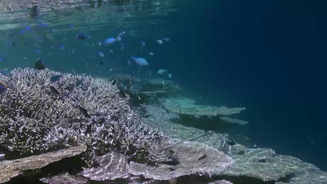 水下珊瑚礁景观。马尔代夫。视频素材