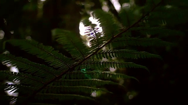 的蕨类植物的叶子视频下载