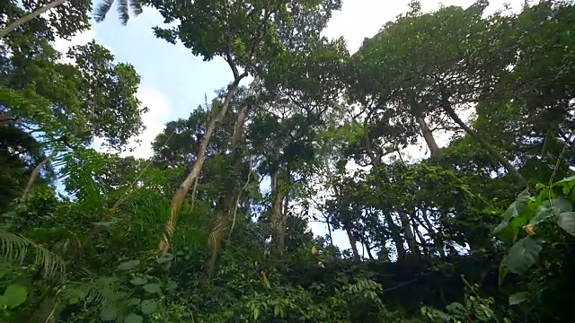 热带雨林树梢视频下载