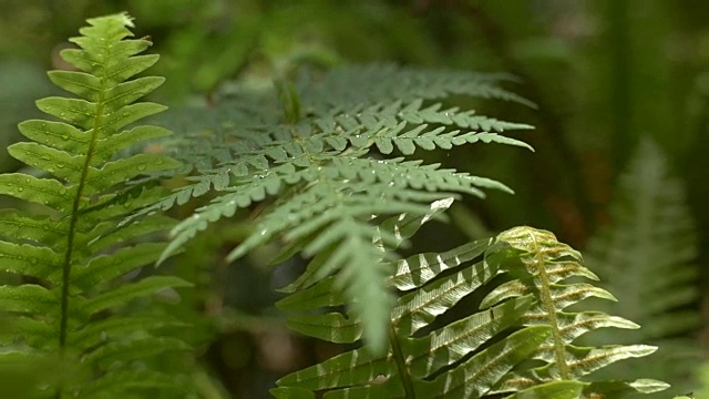 落在蕨类植物叶子上的水滴视频下载