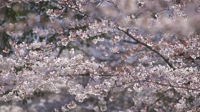 白色的樱花在风中飘扬视频下载