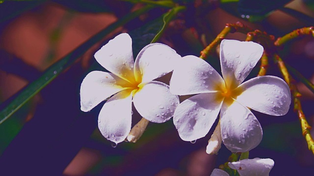 鸡蛋花或鸡蛋花花束在树枝上的雨和水滴在叶子上视频素材