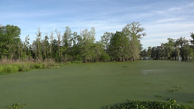 路易斯安那州的浮萍覆盖着沼泽水视频素材