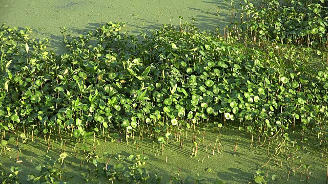 路易斯安那州沼泽水面上的浮萍和泥车前草视频素材