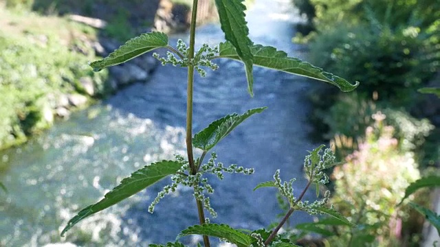 小溪前孤独的荨麻。视频素材