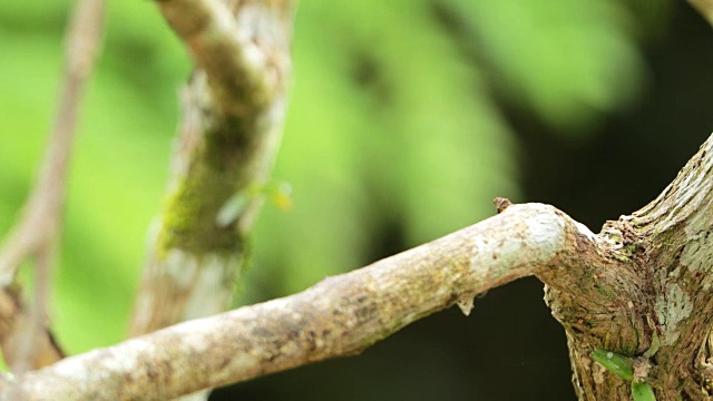 蓝耳翠鸟(Alcedo mening)在雨中的特写视频素材