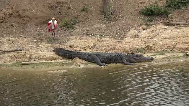 德州琵鹭站在鳄鱼旁边视频素材