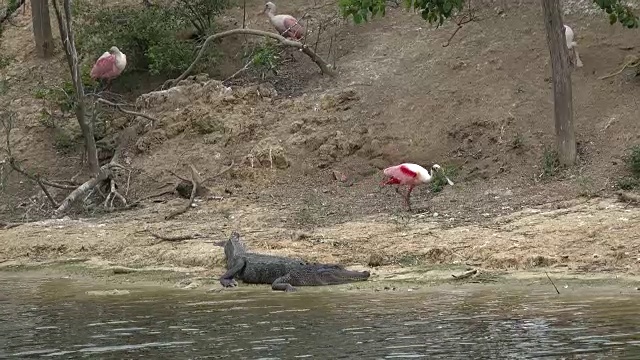 德州琵鹭从短吻鳄身边走过视频素材