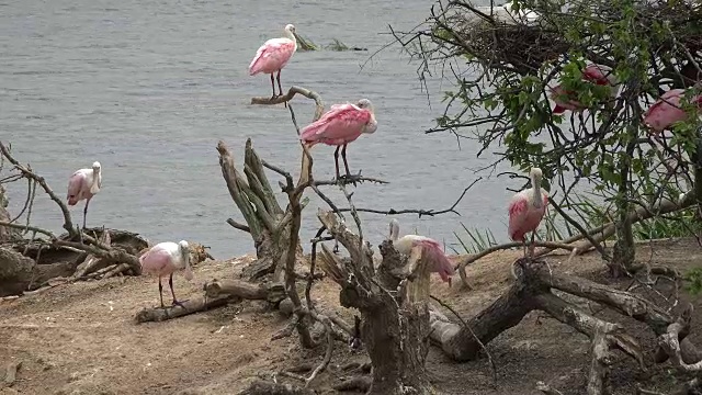 德州粉红琵鹭栖息在树根上视频素材