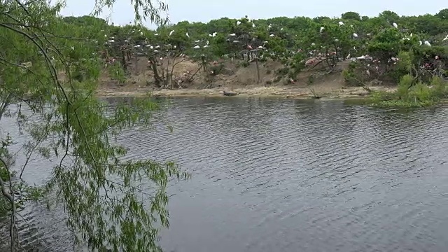 德州岛与水鸟繁殖地视频素材