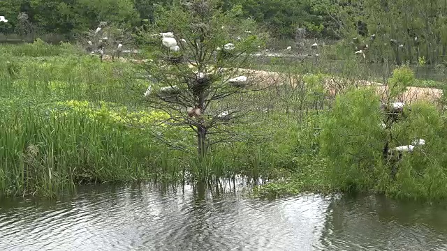 德州鹭群栖地视频素材