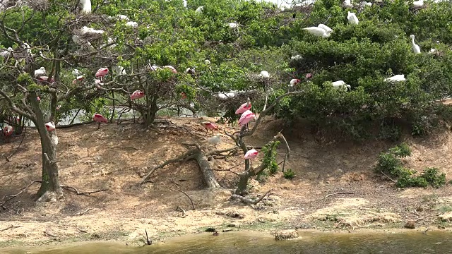 德州鸟在树上在岛上视频素材