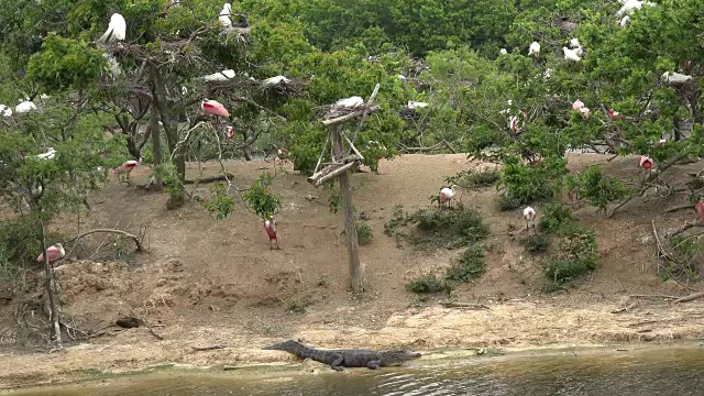 德州短吻鳄和岛上的鸟类视频素材