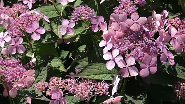 绣球花的花序，有罕见的粉红色音调的花视频素材