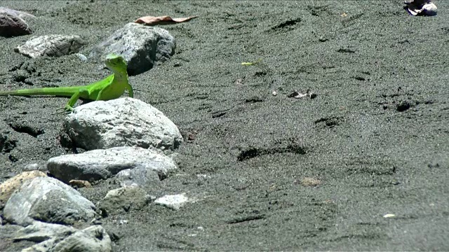 美洲鬣蜥宝宝在加勒比海滩上奔跑视频素材