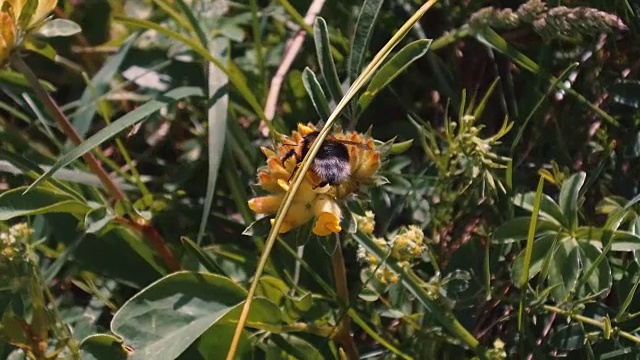 一只肥胖的蜜蜂为一朵黄花授粉视频素材