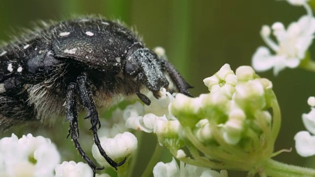 甲虫视频素材