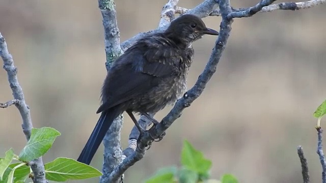 欧亚黑鸟(Turdus turla)视频下载